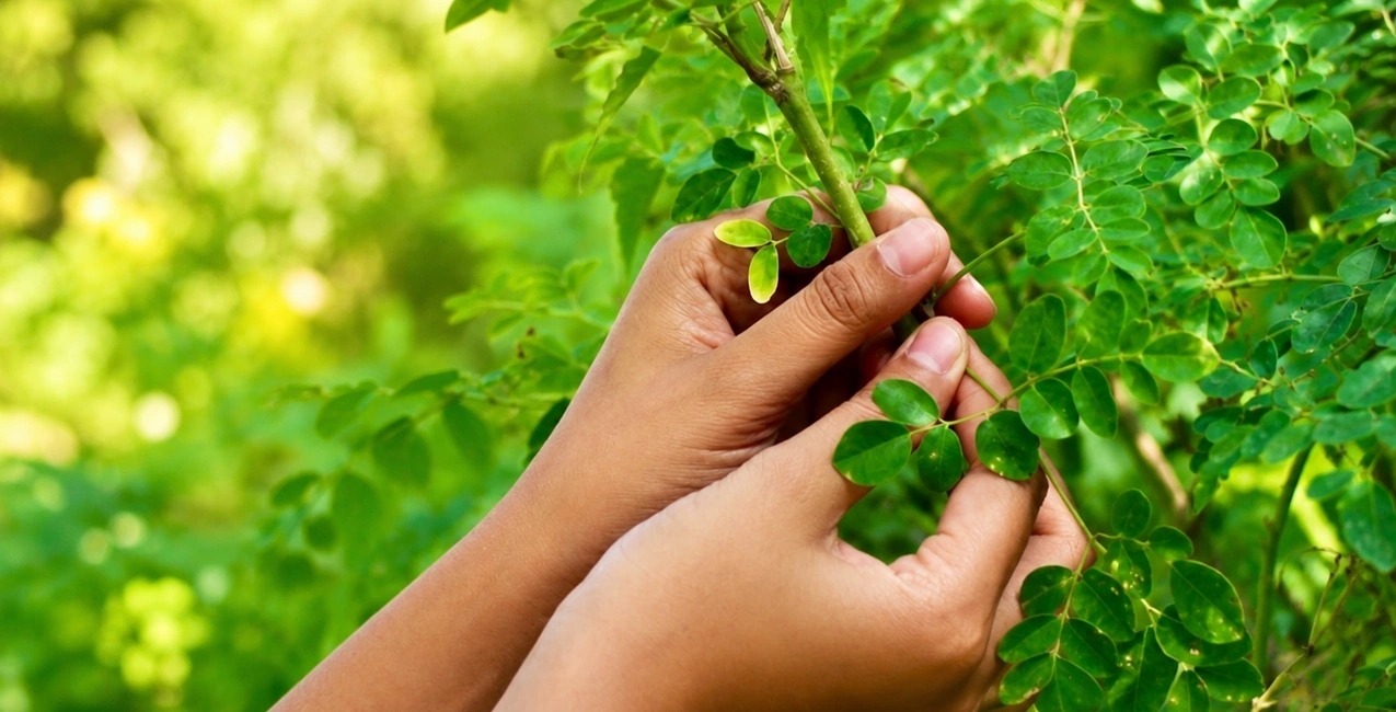 Hojas de moringa